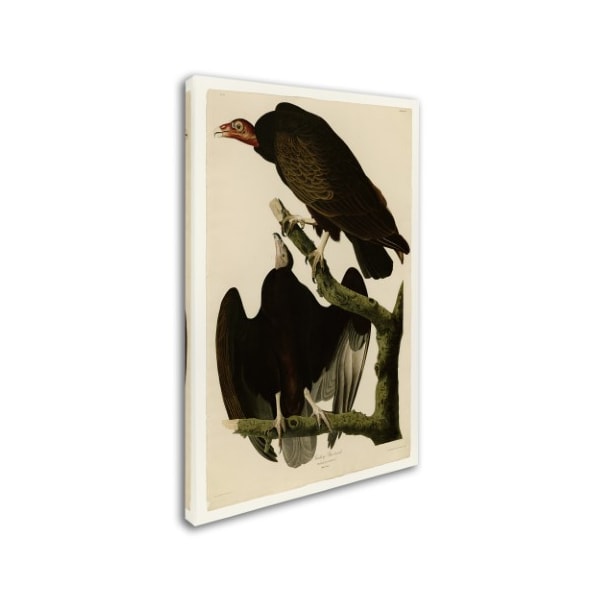 Audubon 'Turkey Buzzardplate 151' Canvas Art,12x19